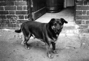 Jip_(1950) Jip (1950)