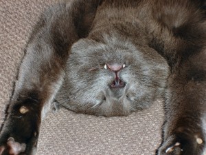 Max asleep Max asleep