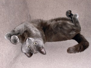 No216_Max_(8-Jan-2011)