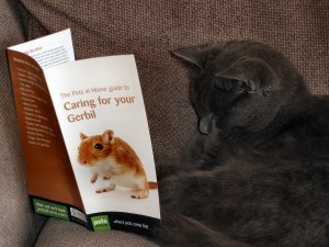 No225_Max_&_gerbil_leaflet_(10-May-2011)