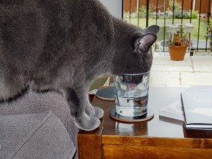 No230_Max_drinking_(27-July-2011)