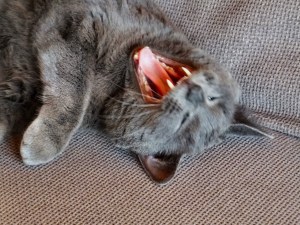 No234 Max (17 Nov 2011)