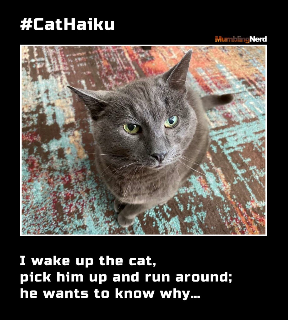 #CatHaiku #1
I wake up the cat,
pick him up and run around;
he wants to know why…