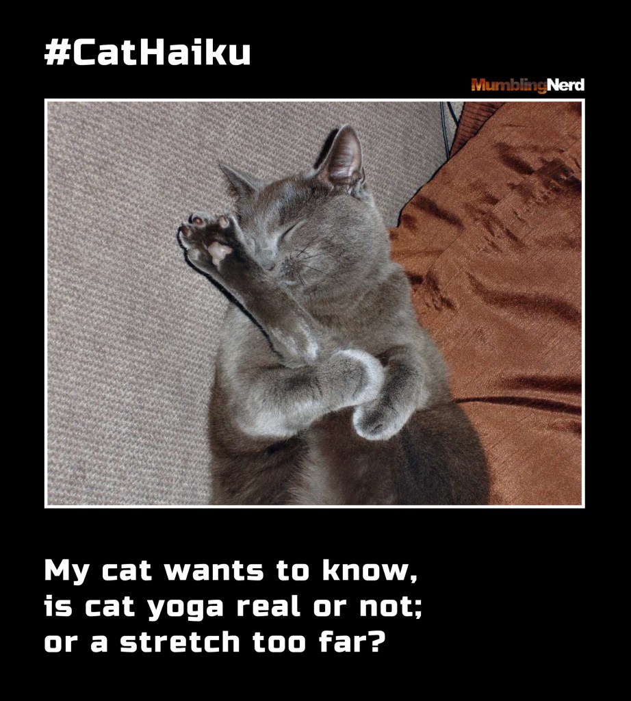 #CatHaiku #4
My cat wants to know,
is cat yoga real or not;
or a stretch too far?