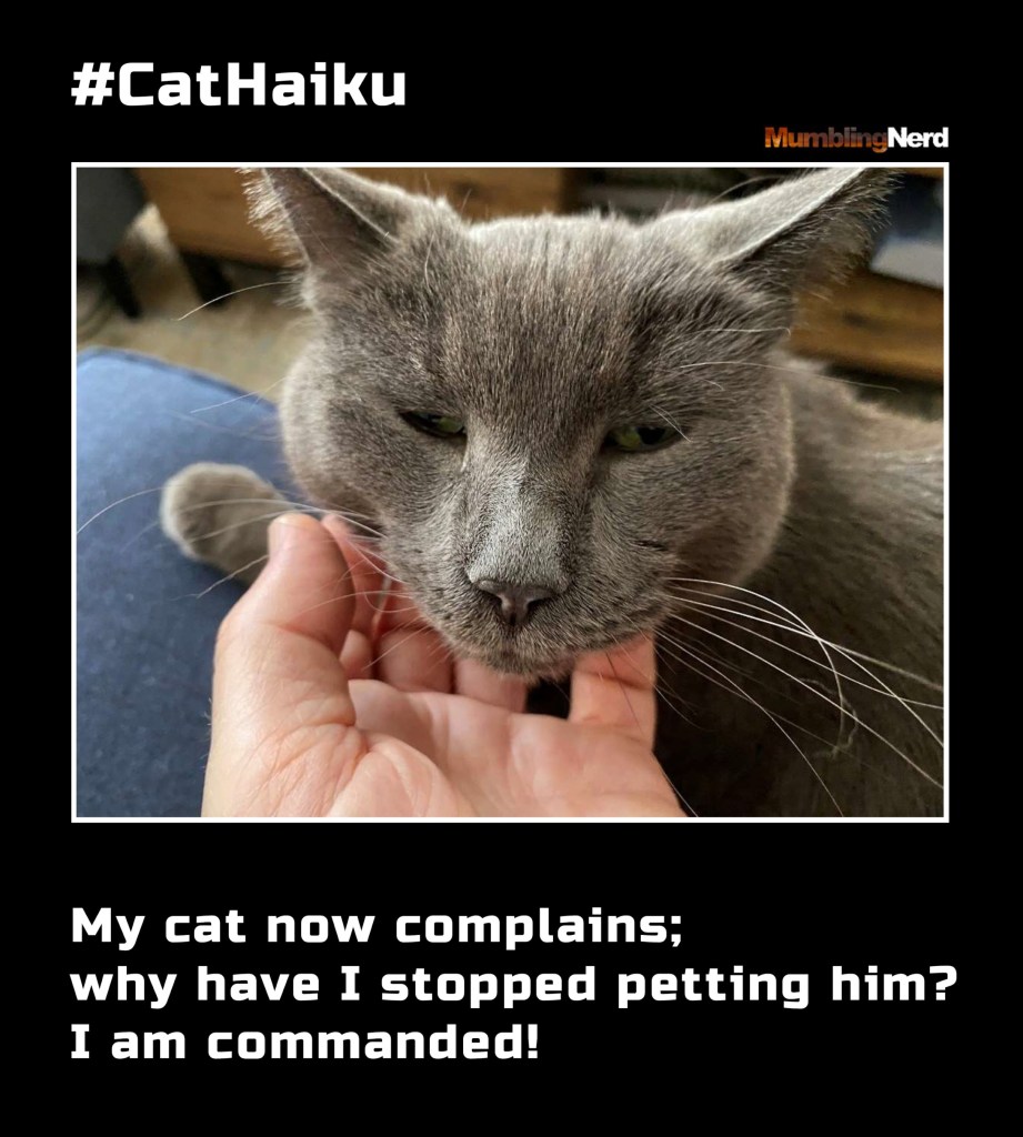 #CatHaiku #6
My cat now complains;
why have I stopped petting him?
I am commanded!