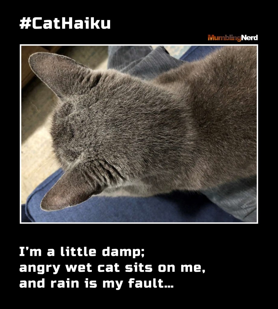 #CatHaiku #7
I’m a little damp;
angry wet cat sits on me,
and rain is my fault…