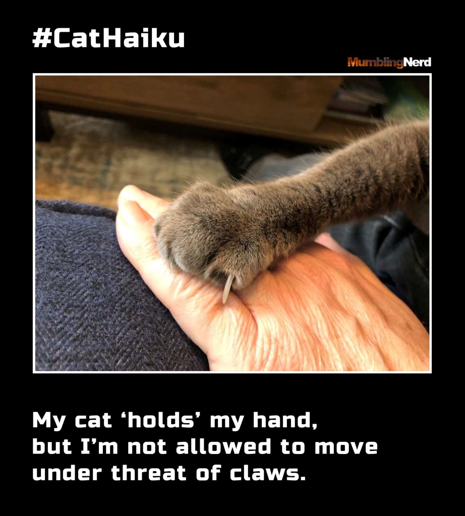 #CatHaiku #8
My cat ‘holds’ my hand,
but I’m not allowed to move
under threat of claws.